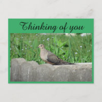 Dove In Garden Photo Thinking of You