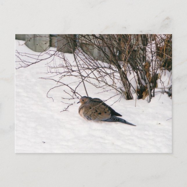 Dove in the Snow Postcard (Front)