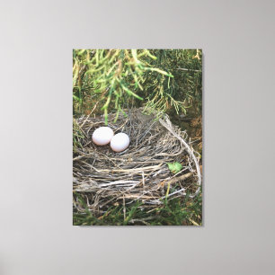 Dove Nest on canvas Print