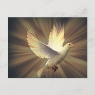 Dove of peace. postcard