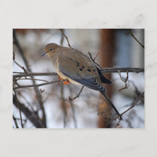 Dove on a Snowy Day Postcard