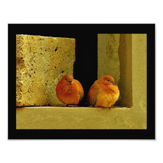 Dove Pair Photo Print (Front)