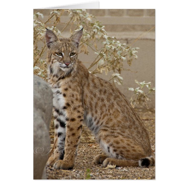 Dove Valley Bobcat (Front)