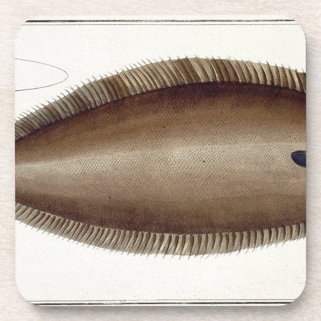 Dover Sole (Solea Solaea) plate XLV from 'Ichthyol Coaster (Front)