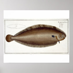 Dover Sole (Solea Solaea) plate XLV from 'Ichthyol Poster