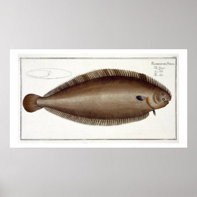 Dover Sole (Solea Solaea) plate XLV from 'Ichthyol Poster (Front)