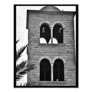 Doves and Pigeons Photo Print