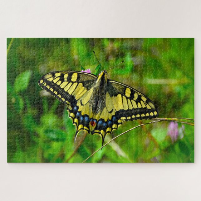 Dovetail Papilio Machaon Butterfly. Jigsaw Puzzle (Horizontal)