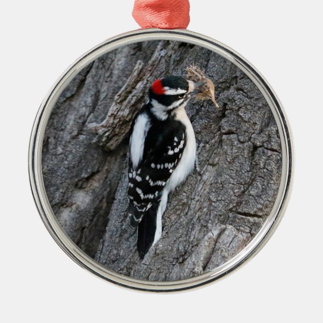Downey Woodpecker Metal Ornament (Front)