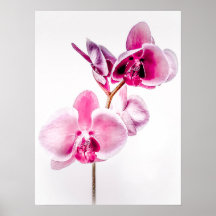 Downloadable Orchids Poster Print
