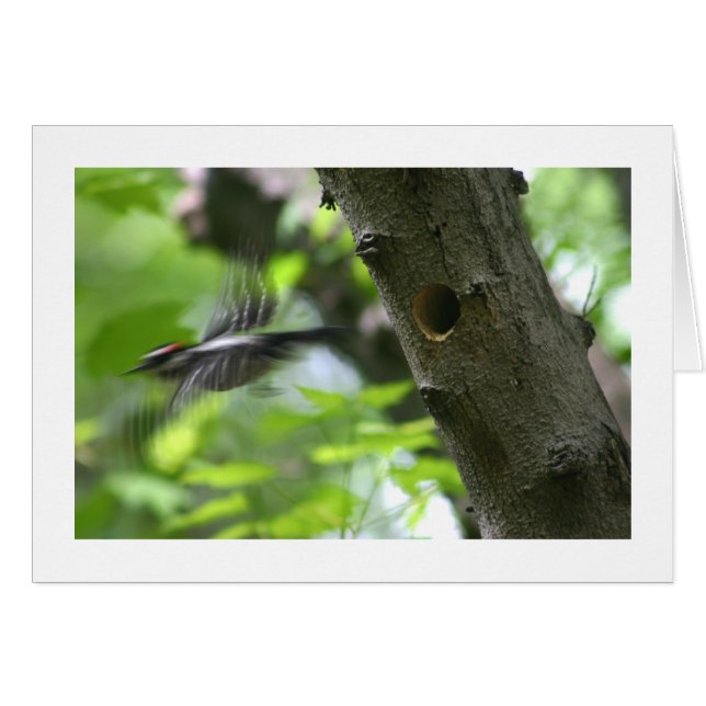 Downy Woodpecker (Front Horizontal)