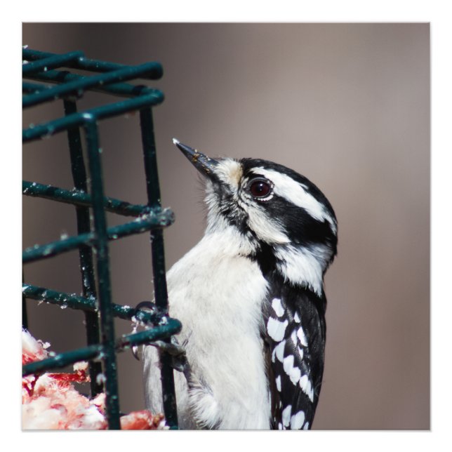 Downy Woodpecker à Feeder Carré Photo (Devant)