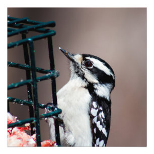 Downy Woodpecker at Feeder Square Photo Print