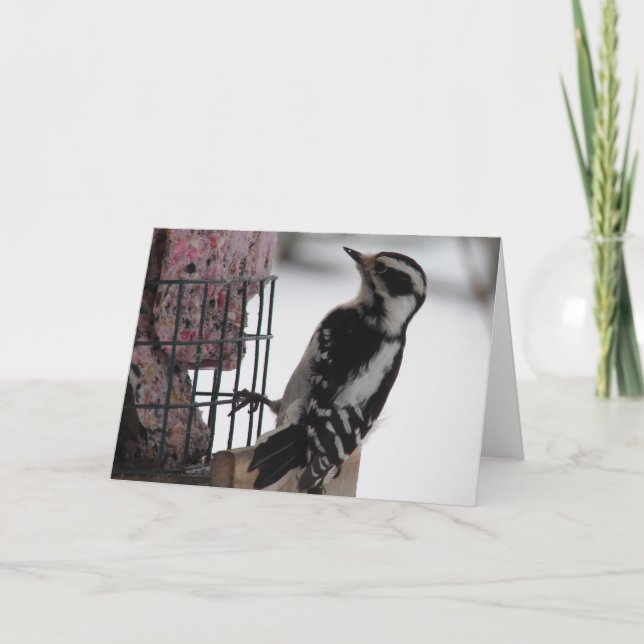 Downy Woodpecker Card (Front)