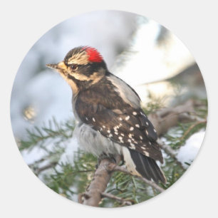 Downy Woodpecker Classic Round Sticker