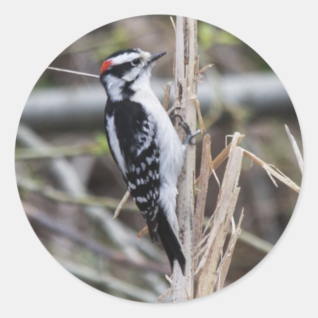 Downy Woodpecker Classic Round Sticker (Front)