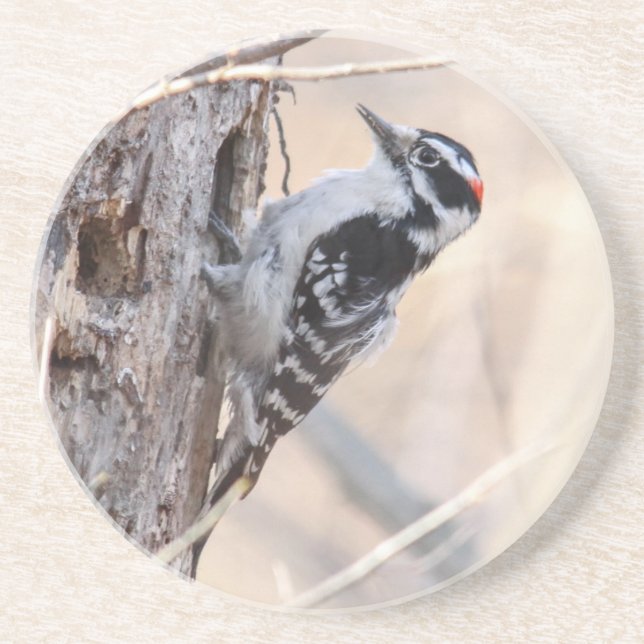 Downy Woodpecker Coaster (Front)