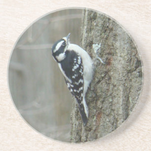 Downy Woodpecker Female Coaster