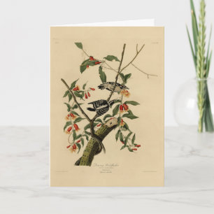 Downy Woodpecker - from Audubon's Birds of America Card