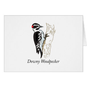 Downy Woodpecker Illustration