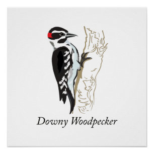 Downy Woodpecker Illustration Poster