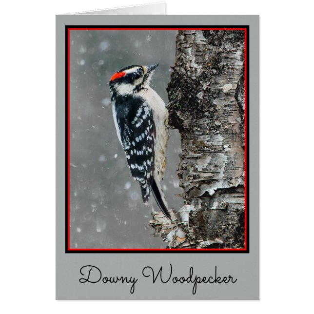 Downy Woodpecker in Snow - Original Photograph (Front)