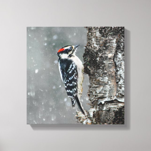 Downy Woodpecker in Snow - Original Photograph Canvas Print (Front)