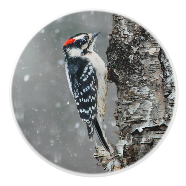 Downy Woodpecker in Snow - Original Photograph Ceramic Knob (Front)