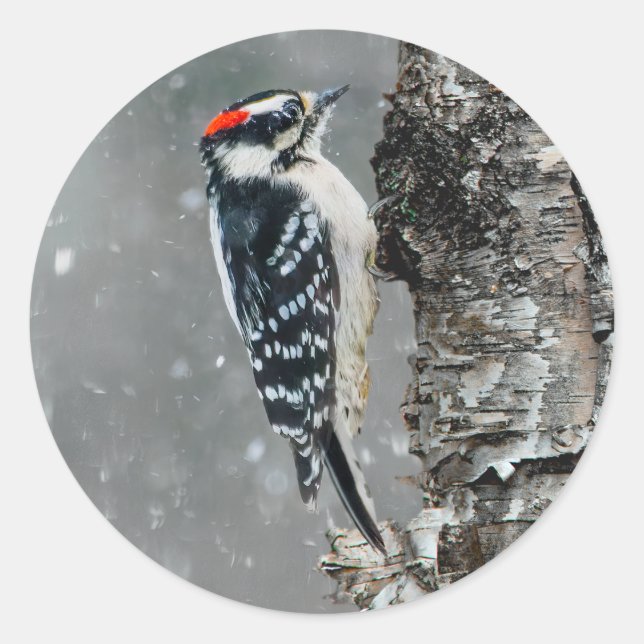 Downy Woodpecker in Snow - Original Photograph Classic Round Sticker (Front)