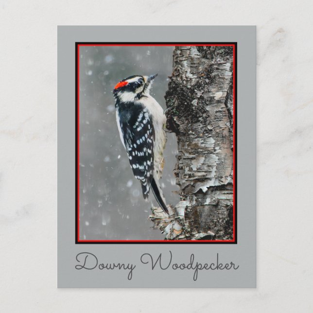 Downy Woodpecker in Snow - Original Photograph Postcard (Front)