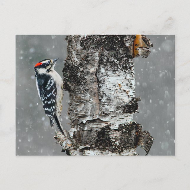 Downy Woodpecker in Snow - Original Photograph Postcard (Front)