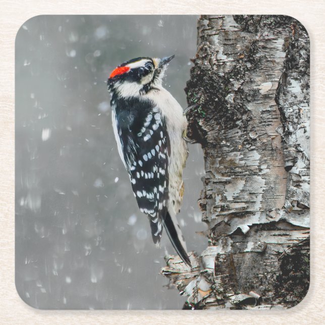 Downy Woodpecker in Snow - Original Photograph Square Paper Coaster (Front)