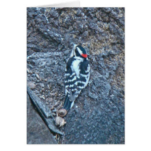 Downy Woodpecker Items