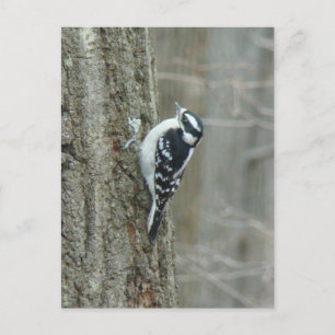 Downy Woodpecker Items Postcard