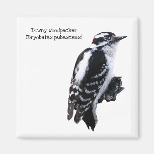 Downy Woodpecker Magnet