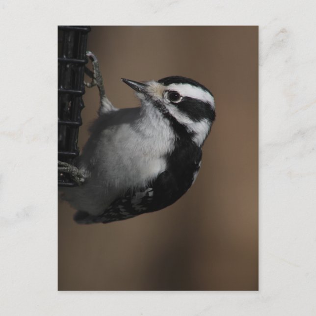 Downy Woodpecker postcard (Front)