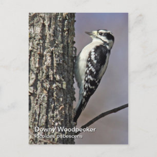 Downy Woodpecker Postcard