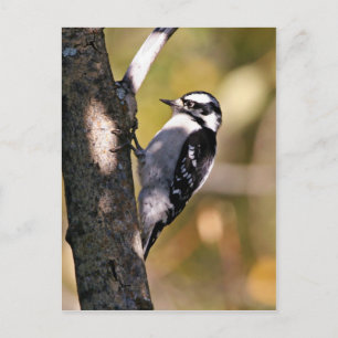 Downy Woodpecker Postcard
