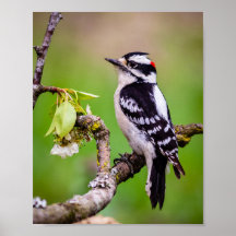 Downy Woodpecker Print