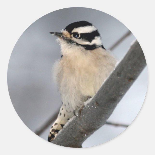 Downy Woodpecker Stickers (Front)