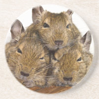 Dozing Degu Trio