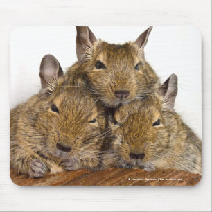 Dozing Degu Trio Mouse Pad