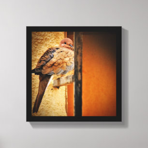 Dozing Dove Canvas Print