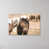 Dozing Onaqui Wild Horses