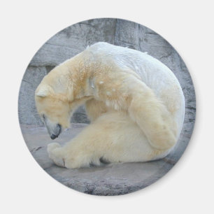 Dozing Polar Bear Magnet
