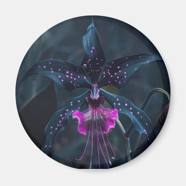 Dracula orchid magnet (Front)