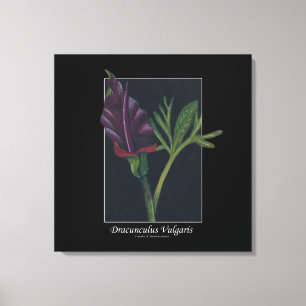 Dracunculus vulgaris flower drawing canvas print
