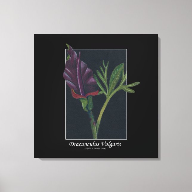 Dracunculus vulgaris flower drawing canvas print (Front)