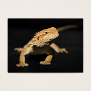 Dragon barbu curieux