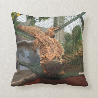 Dragon barbu et coussin voilé de caméléon